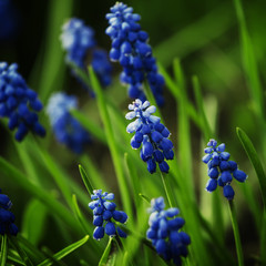 Green natural background with grass and blue flowers, square blu
