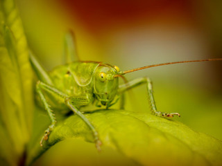 Fototapeta premium grasshopper resting in the grass