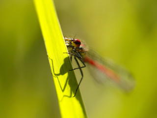 dragonfly sitting on the grass by the lake