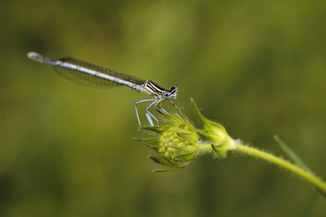 dragonfly sitting on the grass by the lake
