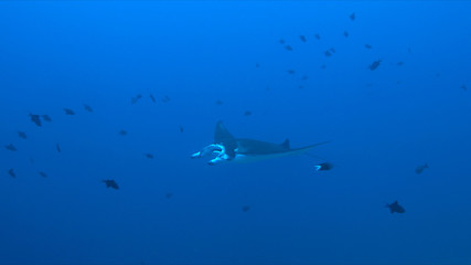 Manta ray swims on a coral reef.