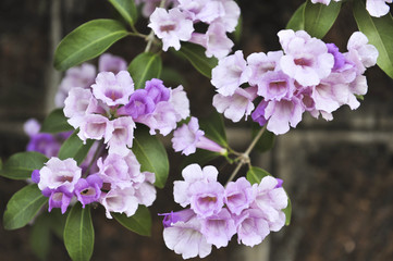 Garlic vine violet flower selective focus point