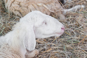 Obraz premium Head of young sheep in farm.