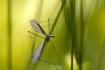 crane fly (Tipula maxima) in the grass