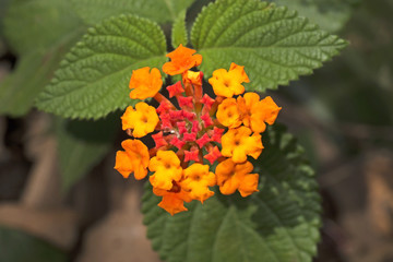 Little Yellow Flowers with Red Buds