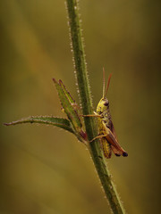 grasshopper resting in the grass
