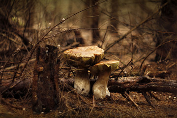 Two mushrooms in coniferous forest