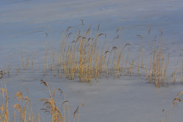 reeds and a frozen lake