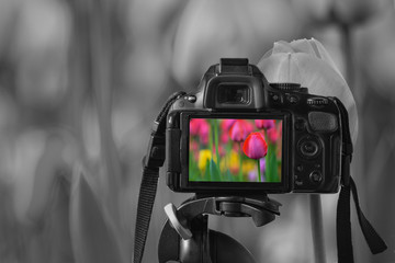 closeup of a digital camera with a colorful image on the live view and on the background