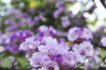 Garlic vine violet flower selective focus point