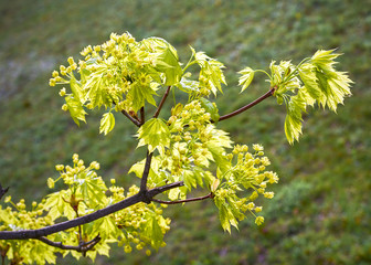 весеннее цветение