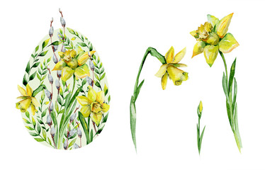Watercolor yellow narcissus and herbs Easter egg design. Watercolor illustration of daffodils on white background. Banner with springtime motif