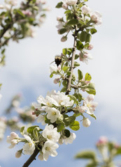 flower on the tree, flowering tree
