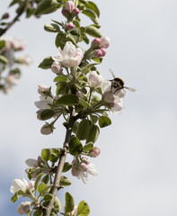 flower on the tree, flowering tree