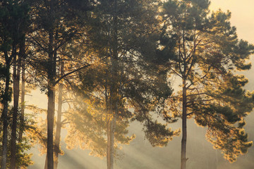 Misty morning sunrise with pine tree and ray of light in forest,nature background.