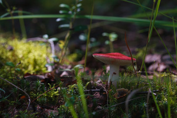 forest mushroom with red cap in grass