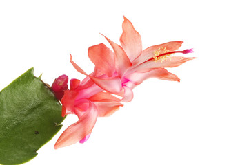 Christmas cactus flower closeup