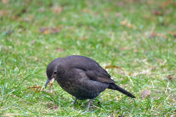 fressende  Amsel