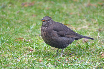 aufmerksame Amsel
