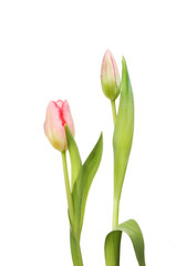Tulip flower and bud