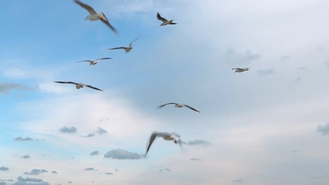 Seagulls catching food in the sky over the sea with the waves, slow motion