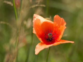 Fototapeta premium red poppy on the meadow