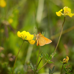 Skipper butterfly sitting on a plant