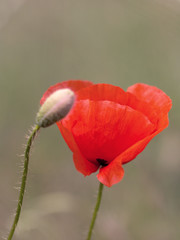 red poppy on the meadow