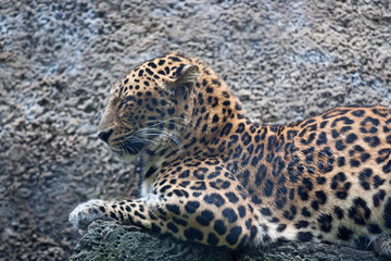Sleeping leopard or Panthera pardus