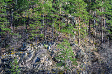 Scenic landscape with mountain forest