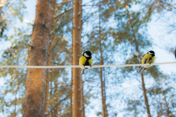 Tit in a winter forest, sitting on a white electric cord