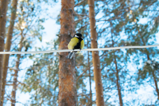 Tit in a winter forest, sitting on a white electric cord