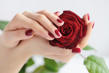 Hands of a woman with dark red manicure with red rose on white background