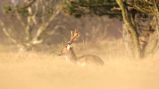 Fallow deer (Dama Dama) stag resting and grazing in a meadow. The early morning sunlight and nature colors are clearly visible on the background.