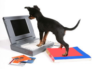 Puppy with old your computer animal pet