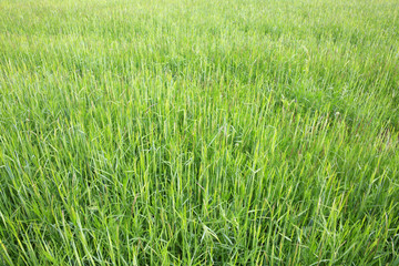 Green field of grass background