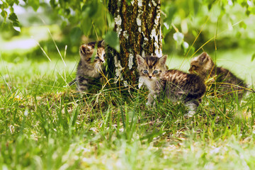 gray kitten in the grass
