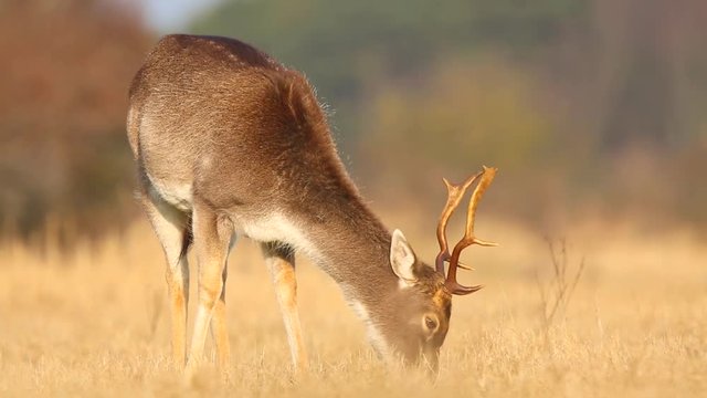 Fallow deer (Dama Dama) stag resting and grazing in a meadow. The early morning sunlight and nature colors are clearly visible on the background.