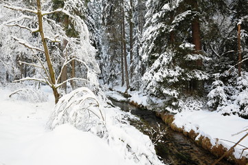 Winter creek of Bohemian Switzerland