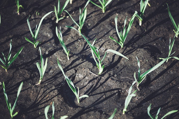Fresh green spring onion growing in the garden bed