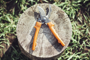 Garden pruner on the tree stump