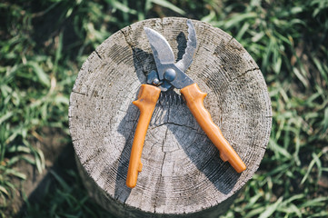 Garden pruner on the tree stump