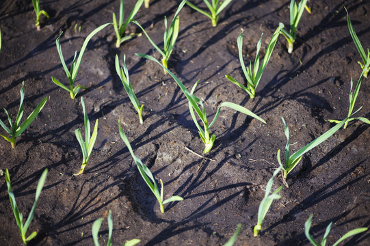 Fresh Green Spring Onion Growing In The Garden Bed