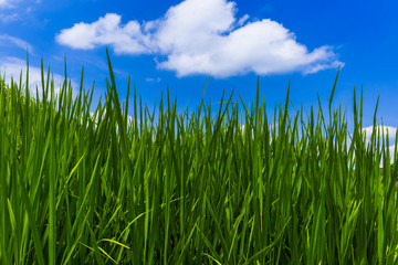 Obraz premium Grass and cloudy sky