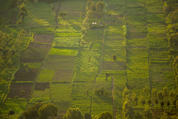 Small squared fields at sunset, Great Rift Valley, Kenya