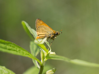Skipper butterfly sitting on a plant