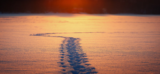 Winter trail tourist on a snow-covered field. View at dawn.