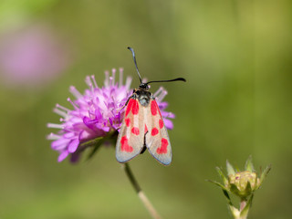 burnet relaxing on a plant