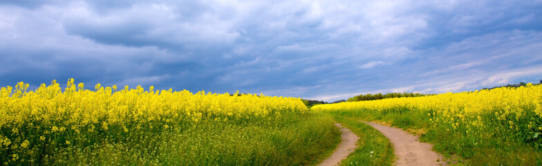 Road through the meadow.