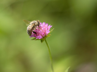 bee relaxing on a pink plant